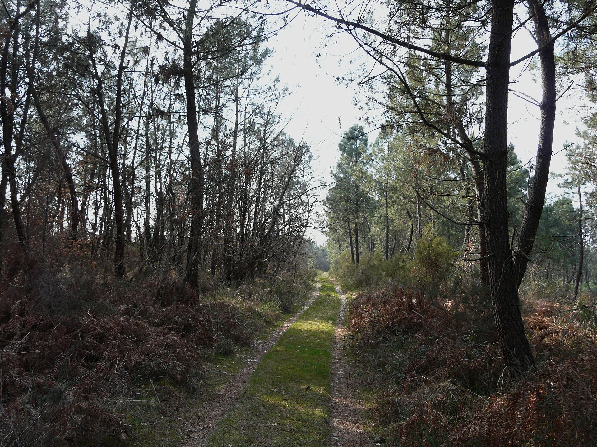 Forêt de la Bessède — randonnée nature